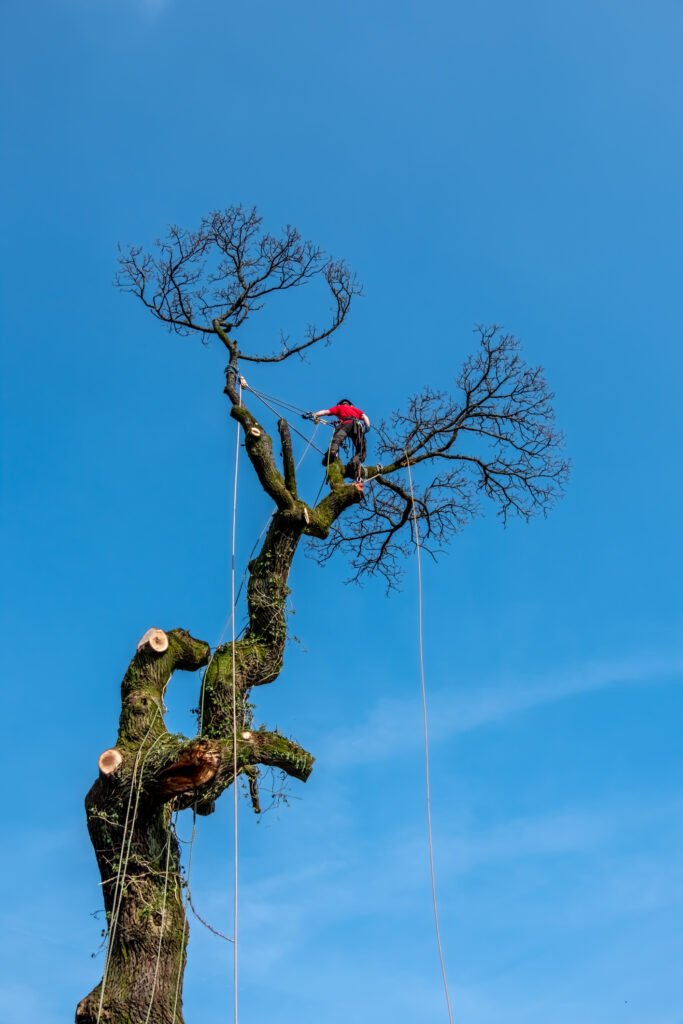 Baumpflege Waiblingen